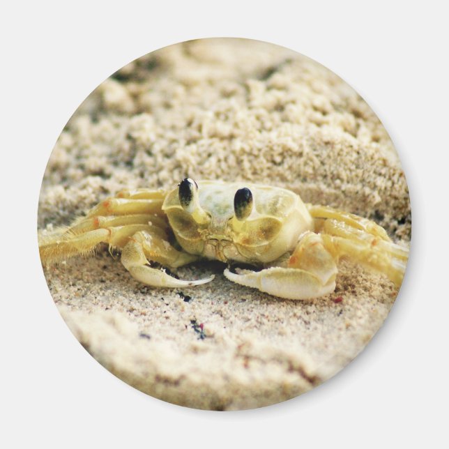 Sand Crab, Curacao, Västindien, Photo Magnet (Framsidan)