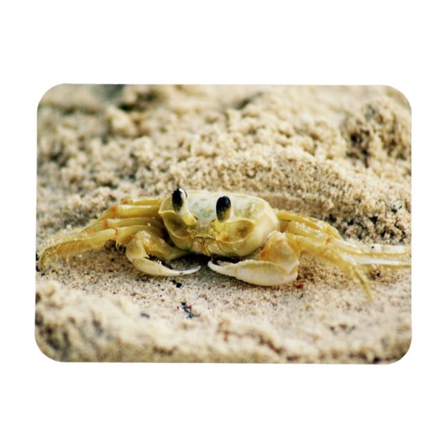 Sand Crab, Curacao, Västindien, Photo Magnet (Horisontell)