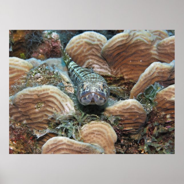 Sand Diver i koralen Poster (Framsidan)