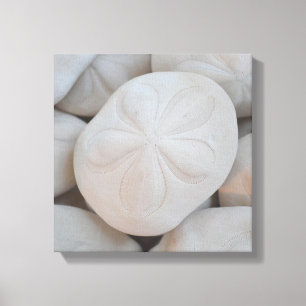 Sand Dollar Canvas Art
