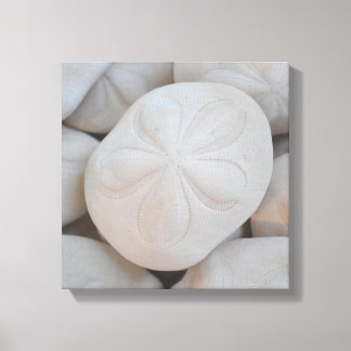 Sand Dollar Canvas Art