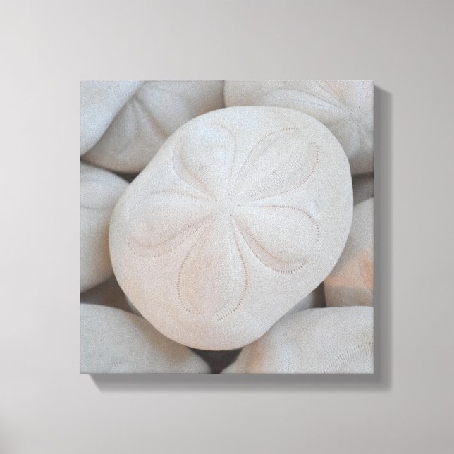 Sand Dollar Canvas Art (Framsida)