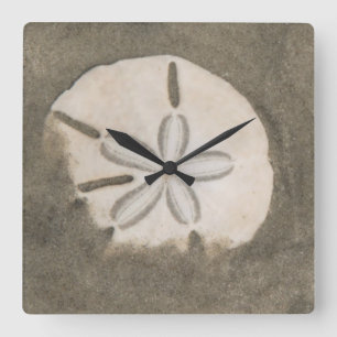 Sand-dollar (Echinarachnius parma) Fyrkantig Klocka