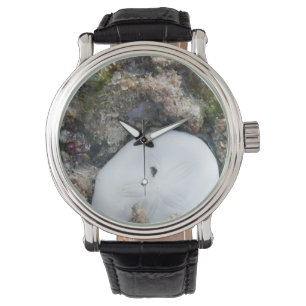 Sand Dollar i Fiji Reef vid låg tidvatten Armbandsur