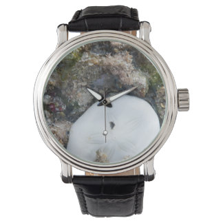 Sand Dollar i Fiji Reef vid låg tidvatten Armbandsur