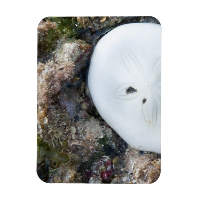 Sand Dollar i Fiji Reef vid låg tidvatten Magnet (Vertikal)