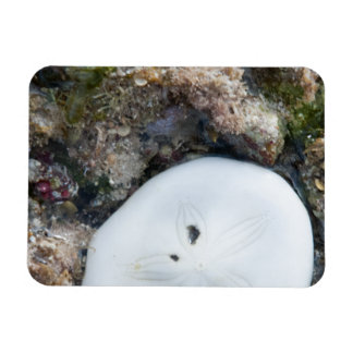 Sand Dollar i Fiji Reef vid låg tidvatten Magnet