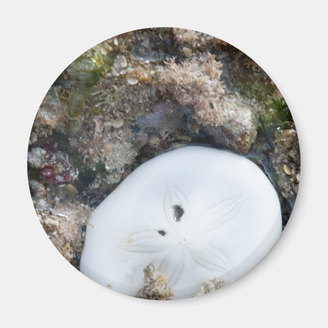 Sand Dollar i Fiji Reef vid låg tidvatten Magnet (Framsidan)