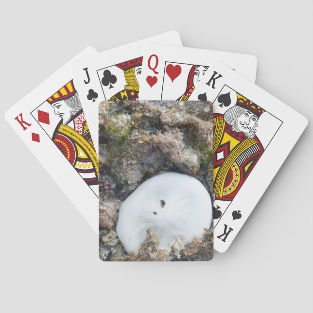 Sand Dollar i Fiji Reef vid låg tidvatten Spelkort (Baksidan)