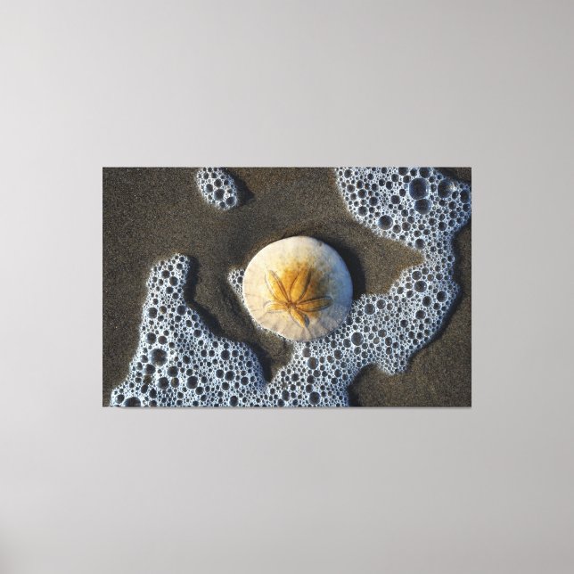 Sand Dollar i Surfan Beach Canvas Art Photo (Framsida)