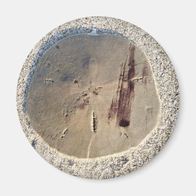 Sand Dollar Magnet (Framsidan)