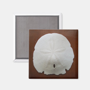 Sand-dollar-magneter Magnet