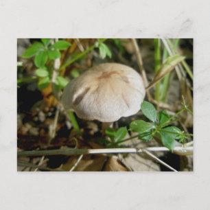 Sand Dollar Mushroom vykort