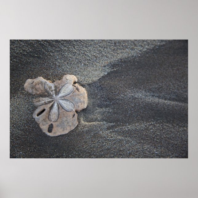 Sand-dollar på sand poster (Framsidan)