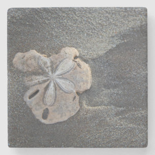 Sand-dollar på sand stenunderlägg