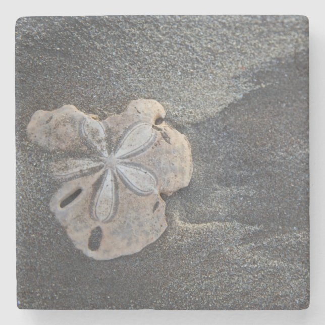 Sand-dollar på sand stenunderlägg (Framsidan)