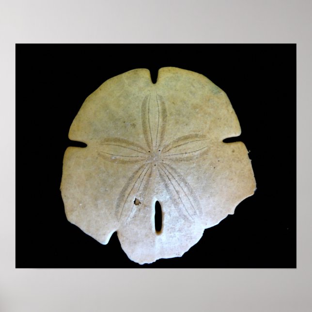 Sand Dollar Poster (Framsidan)