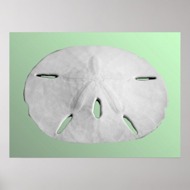 Sand Dollar Poster (Framsidan)