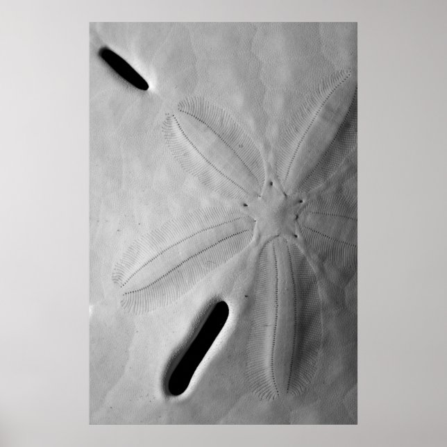 Sand Dollar Poster (Framsidan)