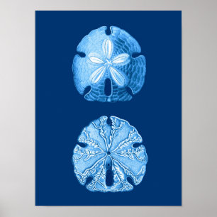 Sand Dollar Sea Life Print, Indigo Blue och White Poster