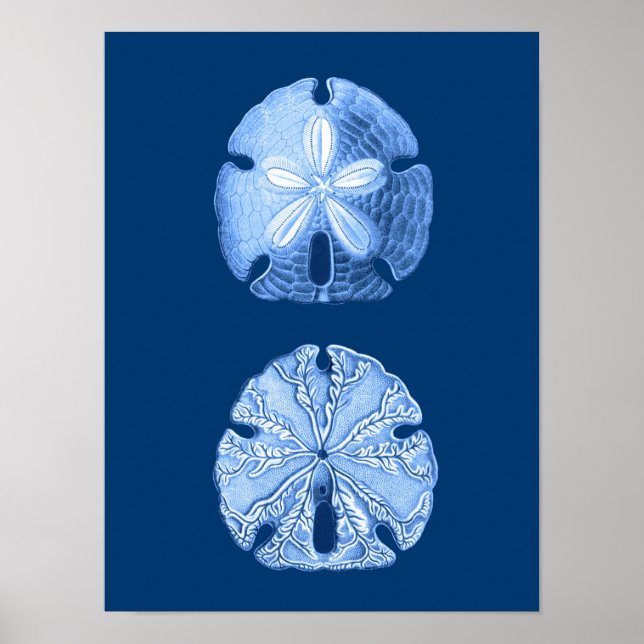 Sand Dollar Sea Life Print, Indigo Blue och White Poster (Framsidan)