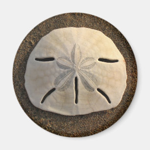 Sand Dollar Sea Snäcka Beach Magnet