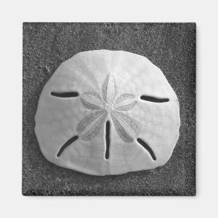 Sand Dollar Sea Snäcka Beach Magnet