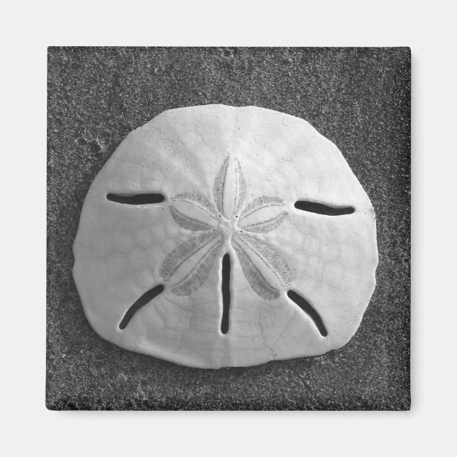 Sand Dollar Sea Snäcka Beach Magnet (Framsidan)