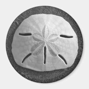 Sand Dollar Sea Snäcka Beach Magnet