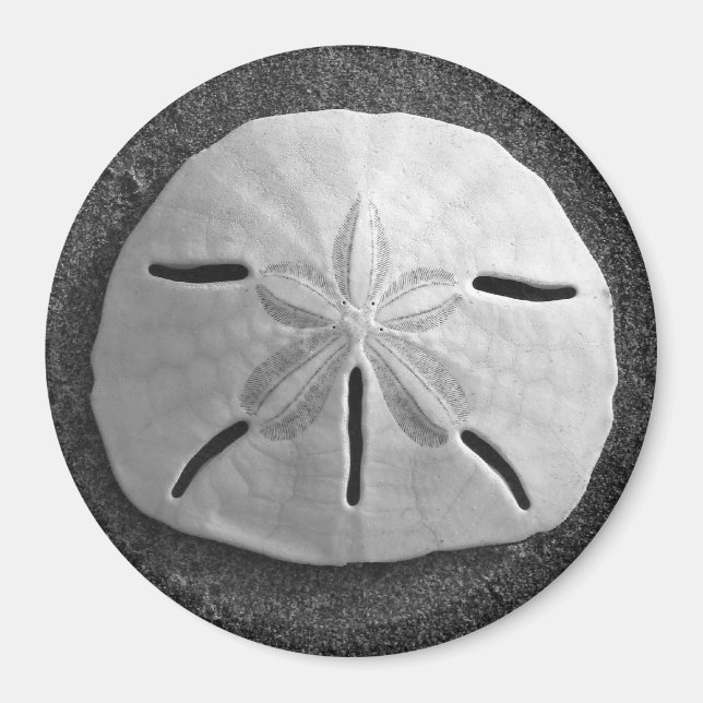 Sand Dollar Sea Snäcka Beach Magnet (Framsidan)