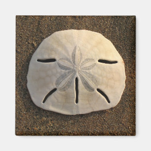 Sand Dollar Sea Snäcka Beach Magnet