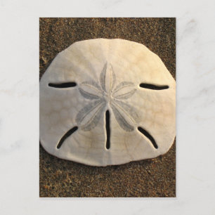 Sand Dollar Seashell Beach-vykort Vykort