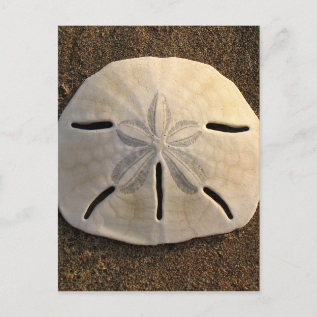 Sand Dollar Seashell Beach-vykort Vykort (Framsida)