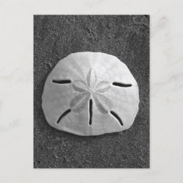 Sand Dollar Snäcka Beach-vykort (B&W-foto) Vykort