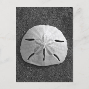 Sand Dollar Snäcka Beach-vykort (B&W-foto) Vykort