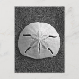 Sand Dollar Snäcka Beach-vykort (B&W-foto) Vykort