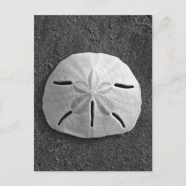 Sand Dollar Snäcka Beach-vykort (B&W-foto) Vykort (Framsida)