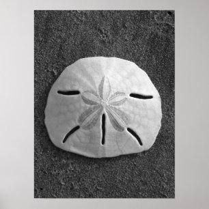 Sand-dollar (svartvitt) Poster
