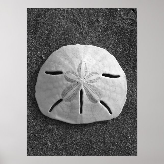 Sand Dollar (svartvitt) Poster (Framsidan)