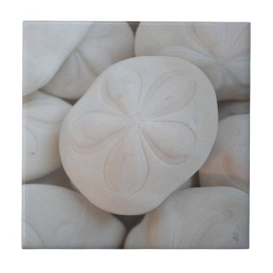 Sand Dollar Tile Kakelplatta