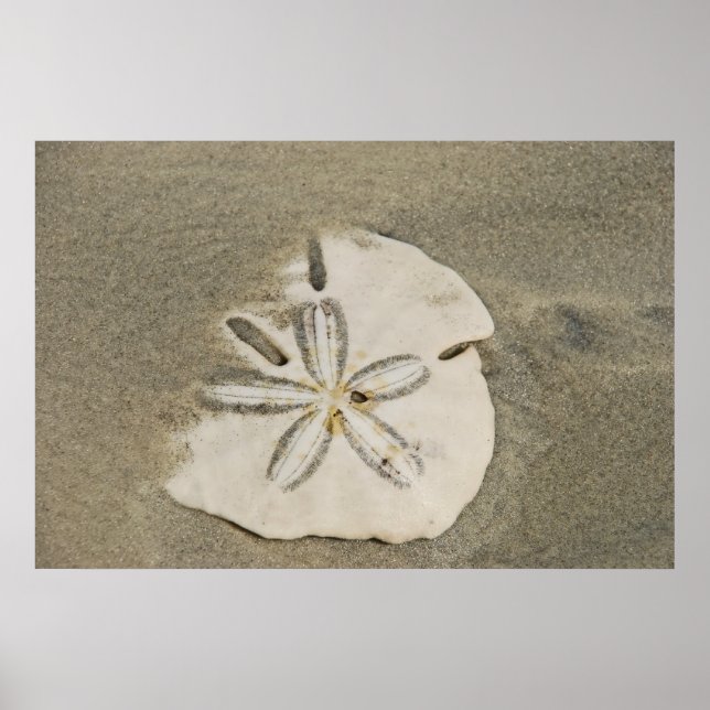 Sand-dollar vid Beach-Poster Poster (Framsidan)