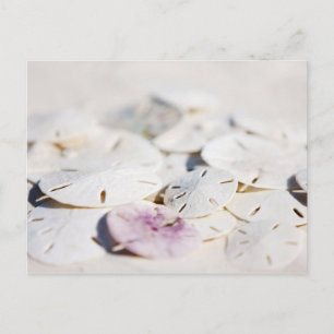 Sand-dollar Vykort