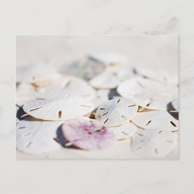 Sand-dollar Vykort (Framsida)