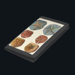 Sand Dollars Gems<br><div class="desc">Sand-dollar är en mycket unik havskräm. Den här bilden innehåller mycket unika och färgstarka sanddollar. Diderot kontrasterade dessa sanddollar med en mjuk gräddfärgad färgad. Få dina sandburkar på din azzla-produkt idag.</div>