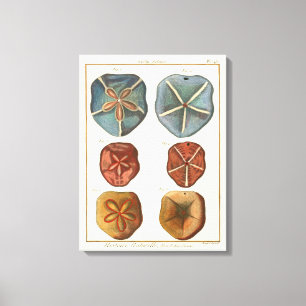 Sand Dollars Gems Canvastryck