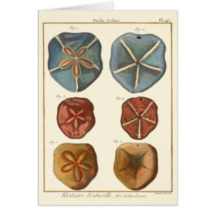 Sand Dollars Gems Hälsningskort