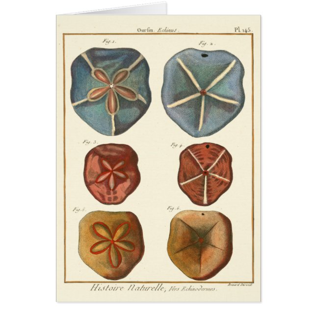 Sand Dollars Gems Hälsningskort (Framsidan)