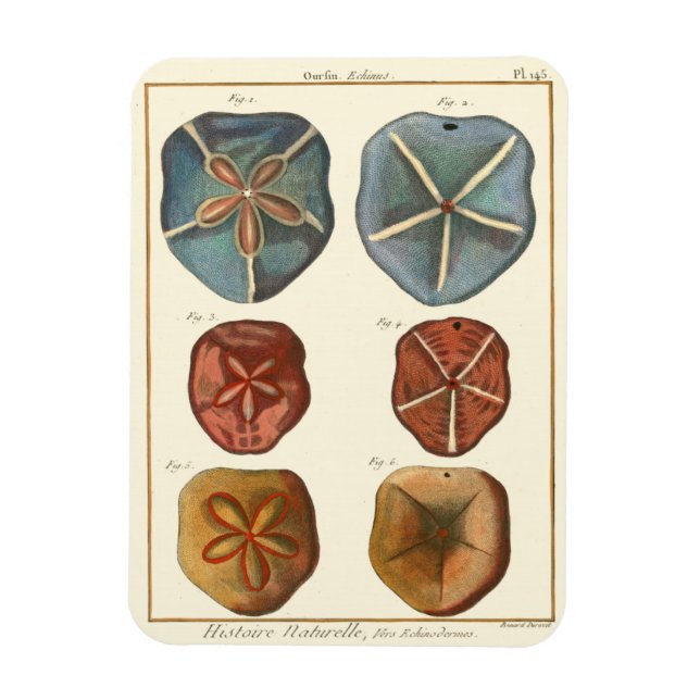 Sand Dollars Gems Magnet (Vertikal)