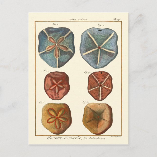 Sand Dollars Gems Vykort (Framsida)