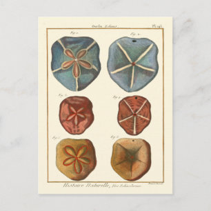 Sand Dollars Gems Vykort